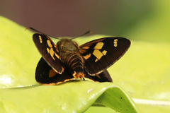 Trapezites symmomus
