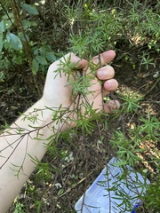 Leucopogon fasciculatus