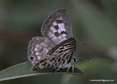 Leptotes plinius