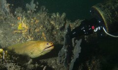 Gymnothorax prasinus