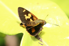 Trapezites symmomus