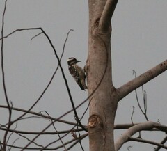 Yungipicus moluccensis