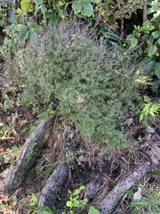 Leucopogon fasciculatus
