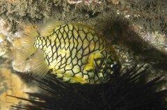 Cleidopus gloriamaris