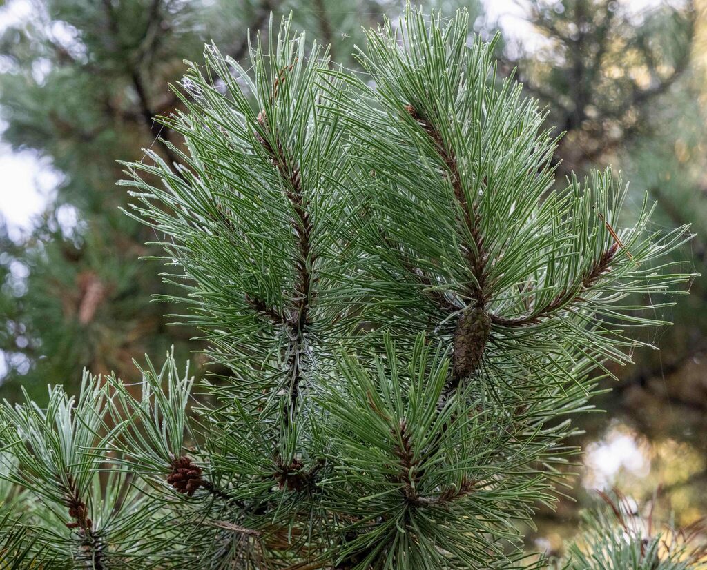 lodgepole pine from Port Coquitlam, BC, Canada on October 6, 2022 at 09