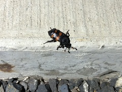 Nicrophorus