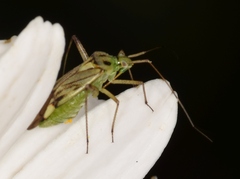 Closterotomus costae