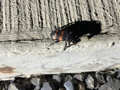 Nicrophorus