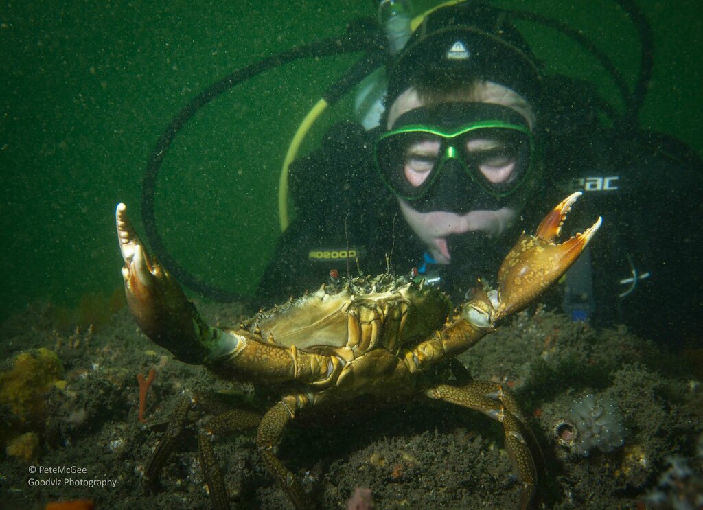 Mud Crab from Sydney NSW, Australia on October 08, 2022 at 1221 PM by