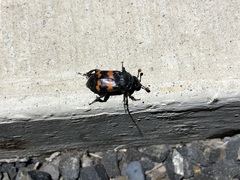Nicrophorus
