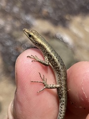 Cryptoblepharus litoralis