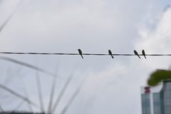 Merops orientalis ferrugeiceps