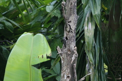 Yungipicus moluccensis