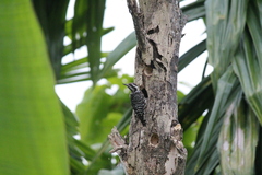 Yungipicus moluccensis