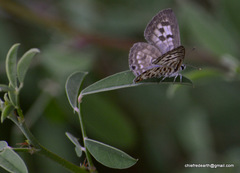 Leptotes plinius