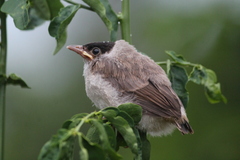 Pycnonotus aurigaster