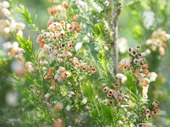 Erica lusitanica