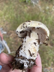 Stropharia coronilla