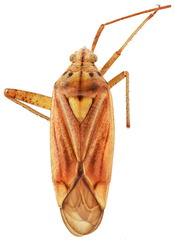 Closterotomus krueperi