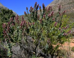 Lobostemon laevigatus