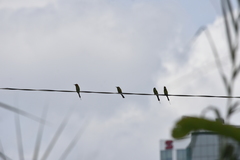 Merops orientalis ferrugeiceps