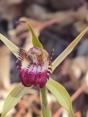 Caladenia paludosa