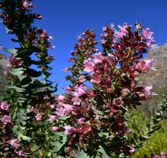 Lobostemon laevigatus