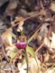 Caladenia paludosa