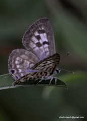 Leptotes plinius