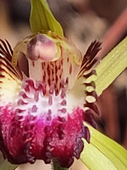 Caladenia paludosa