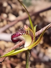 Caladenia paludosa