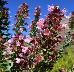 Lobostemon laevigatus