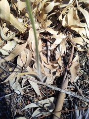 Caladenia paludosa