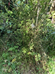 Fuchsia perscandens