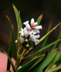 Leucopogon australis