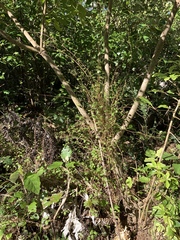 Fuchsia perscandens