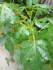 Jatropha gossypiifolia