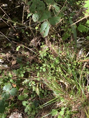 Fuchsia perscandens
