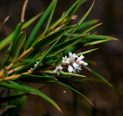 Leucopogon australis