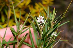 Leucopogon australis