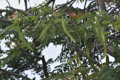 Passer montanus malaccensis