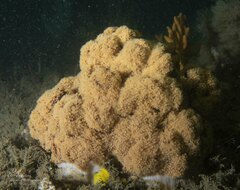 Dendronephthya australis