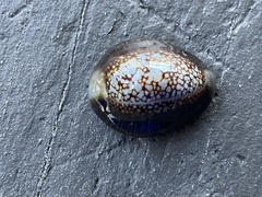 Monetaria caputophidii