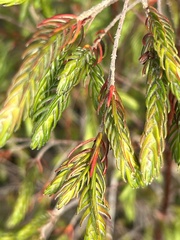 Passerina falcifolia