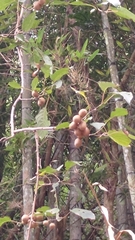 Actinidia rufa