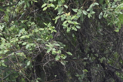 Passer montanus malaccensis