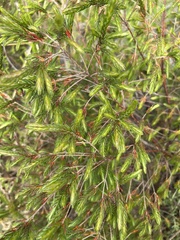 Passerina falcifolia