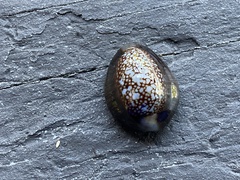 Monetaria caputophidii