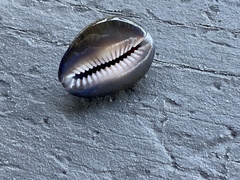 Monetaria caputophidii