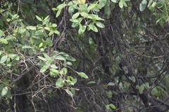 Passer montanus malaccensis